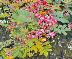 Sorbus