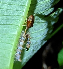 Asopinae