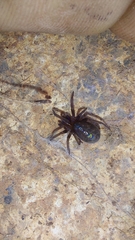 Phyxelididae