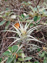 Tillandsia incarnata