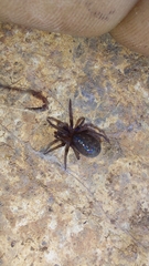 Phyxelididae