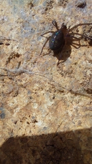 Phyxelididae