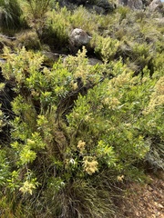 Searsia angustifolia