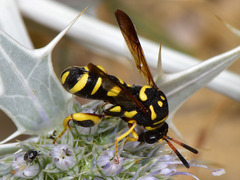 Leucospis gigas