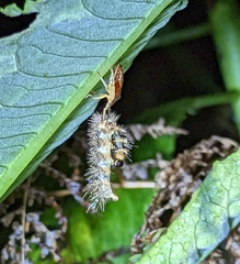 Asopinae