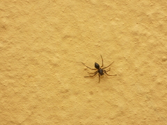 Euryopis episinoides