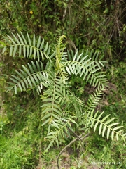 Schinus molle