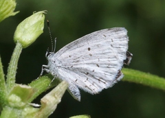 Celastrina humulus