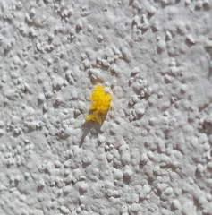 Eriopis connexa