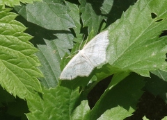 Scopula junctaria