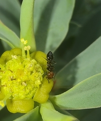 Crematogaster alluaudi