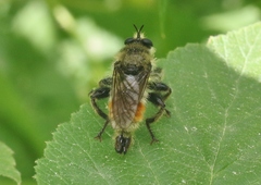 Laphria fernaldi