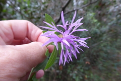Centaurea emporitana