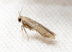 Tischeria quercitella