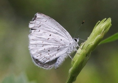 Celastrina humulus