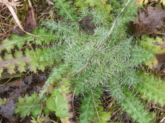 Cirsium palustre