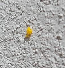 Eriopis connexa