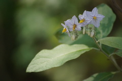 Solanum paniculatum