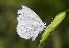 Celastrina humulus