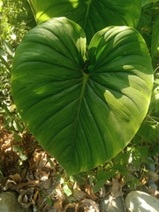 Araceae