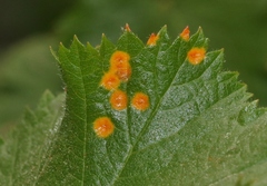 Phragmidium peckianum