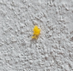 Eriopis connexa