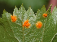 Phragmidium peckianum