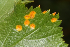 Phragmidium peckianum