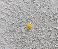 Eriopis connexa