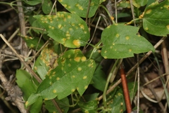 Puccinia recondita