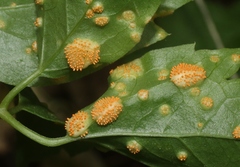 Puccinia recondita