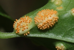 Puccinia recondita