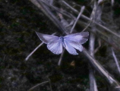 Celastrina humulus