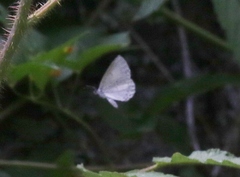 Celastrina humulus