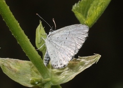 Celastrina humulus