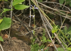 Penstemon virens