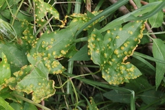 Puccinia recondita