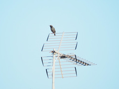 Sturnus vulgaris