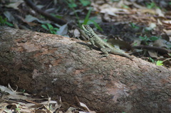 Tropidurus torquatus