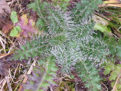 Cirsium palustre