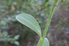 Centaurea emporitana