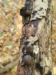Hypoxylaceae