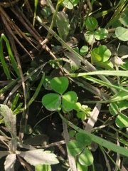 Trifolium