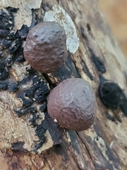 Hypoxylaceae