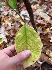 Styrax grandifolius