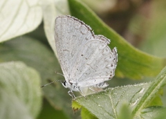 Celastrina humulus