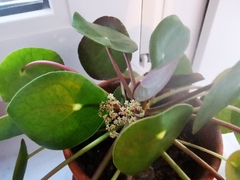 Pilea peperomioides