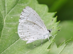 Celastrina humulus