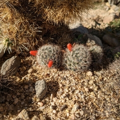 Mammillaria tetrancistra