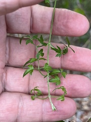 Clematis drummondii